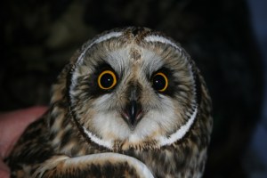 Short-ear by Anne Oyer Rothrock