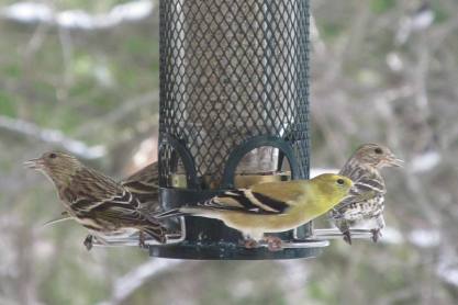 Siskins & Goldfinch_IMG_1978_Cropped