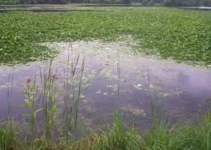 South Park Lake_Photo 045 Cropped