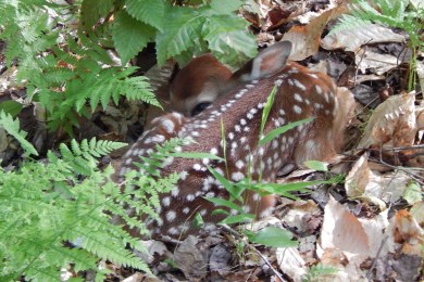 Allegany Fawn 2015 - Kimberly Adriaansen