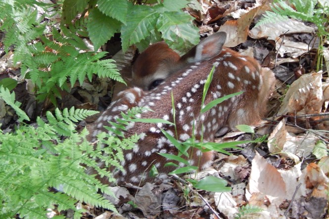 Allegany Fawn 2015 - Kimberly Adriaansen