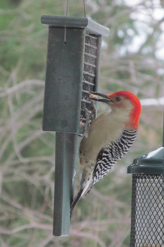 RB Woodpecker_IMG_1960_Cropped