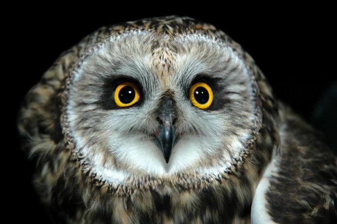 SEOW by Tom Poczciwinski