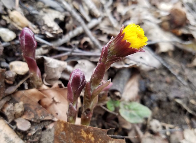 20180404_170718_Cropped