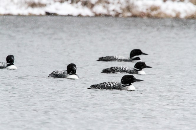 5 loons reinstein birttany rowan