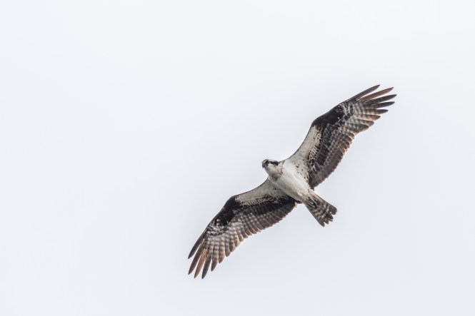 Paul Bigelow_osprey_407A9497