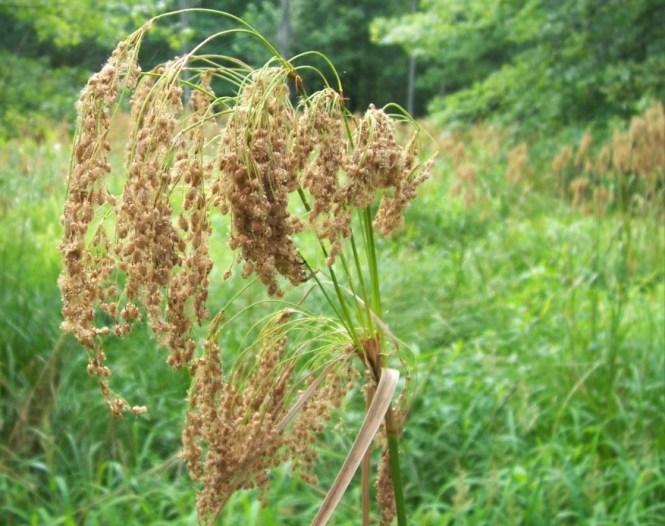 Woolgrass_Photo 004 (2)